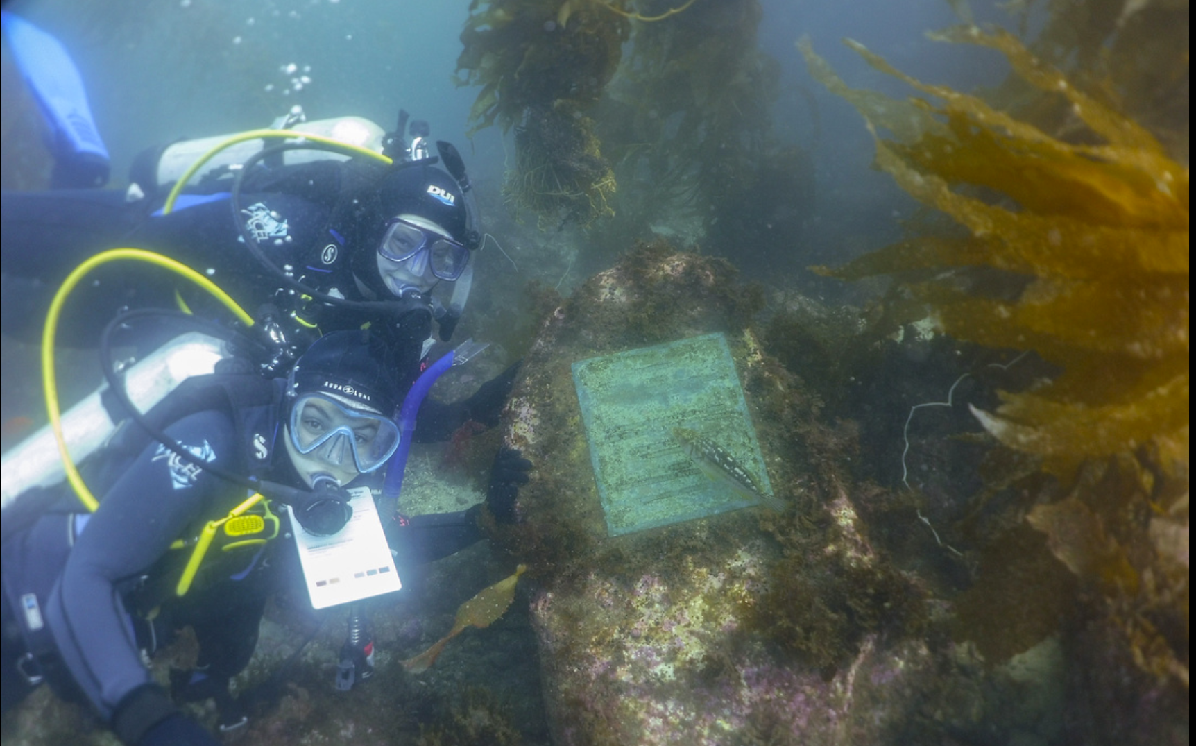 Dive Photo 29